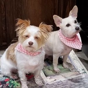 Meet your Posher, Shawn